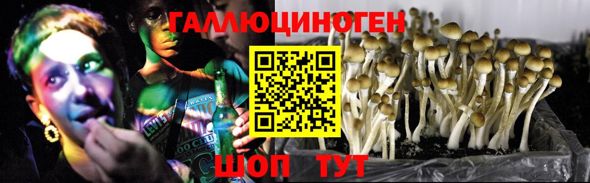 Псилоцибиновые грибы мицелий Сунжа